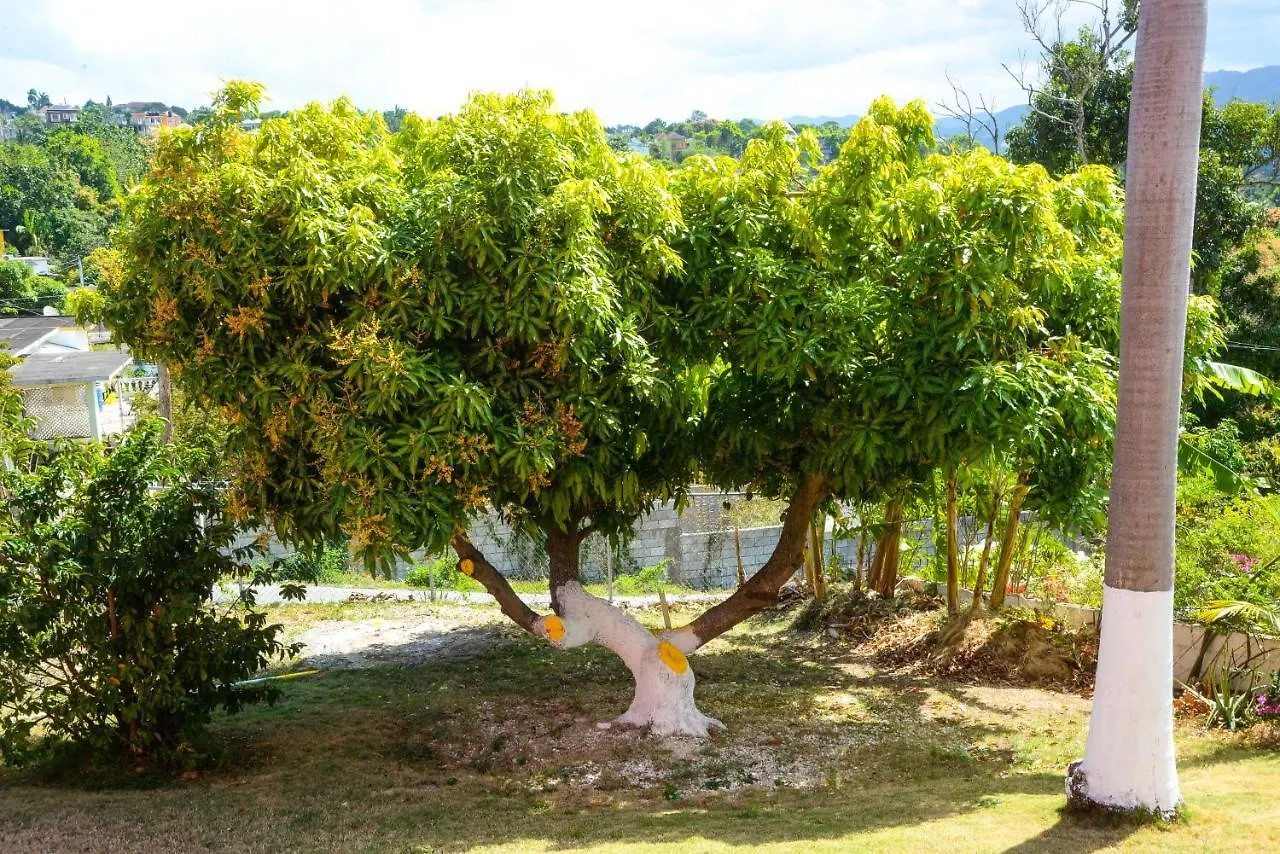 Three Palm Villa Montego Bay Guest house
