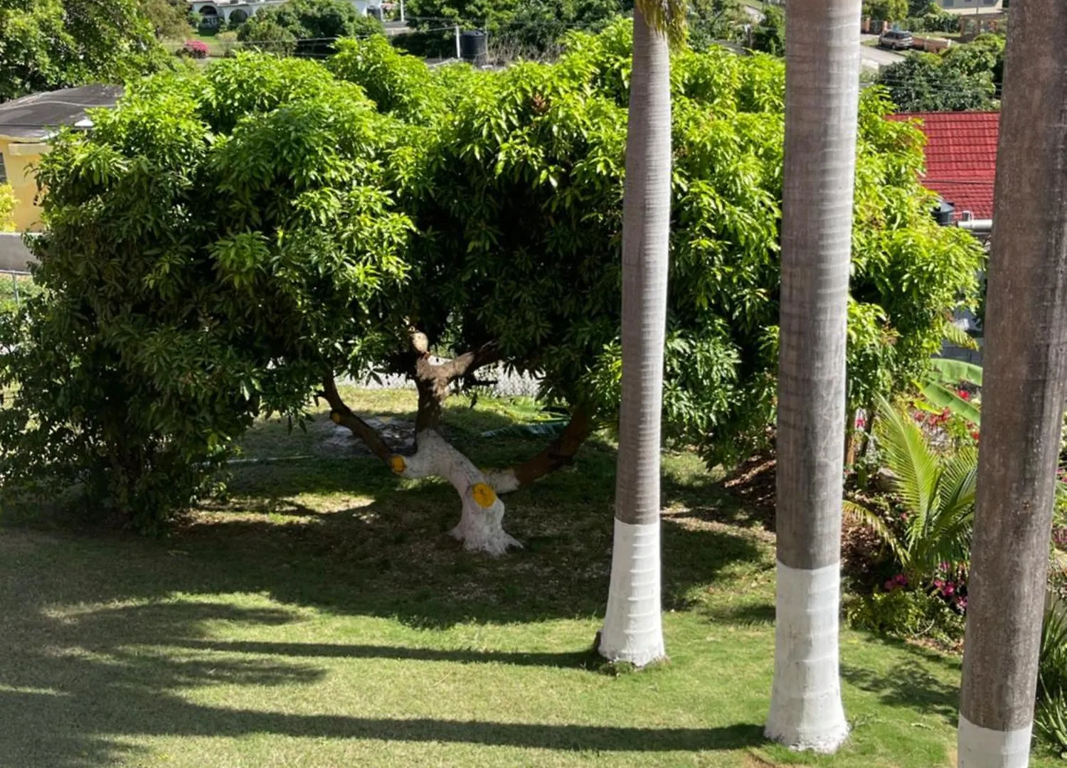 מונטגו ביי Three Palm Villa 0*, מונטגו ביי ג'מייקה